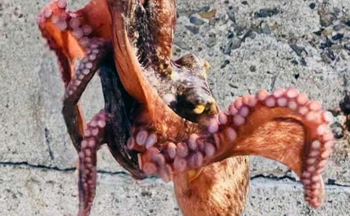 「タコ釣果は日替わり？」岸和田一文字で500g級マダコを拾い釣り【大阪】