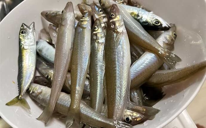 相模湾の船シロギス釣りで20cm超え含み58尾【神奈川・茅ヶ崎】大型主体で満足