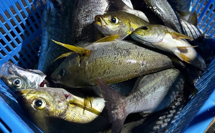 【沖のルアー釣果速報】イサキ祭り＆アジ連発！バチコン半夜便で竿頭は46匹（三重）