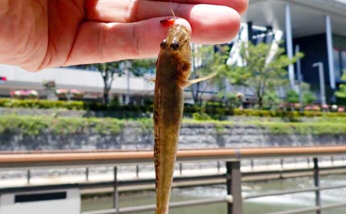 「スカイツリーの足元でハゼ釣り！？」北十間川でマハゼ20尾をキャッチ【東京】