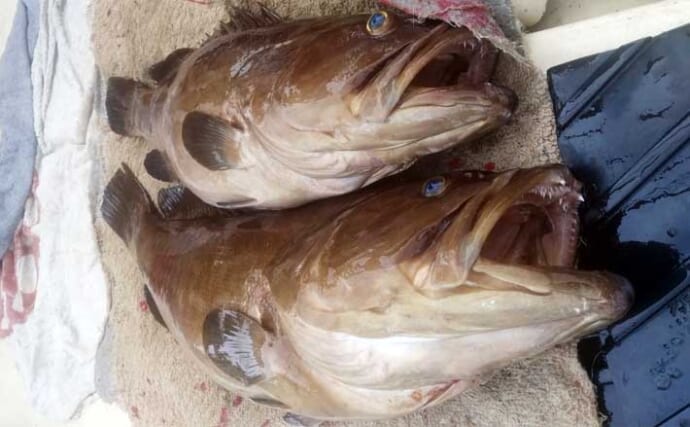 【沖釣り釣果速報】早福沖のイカ流し釣りで15kg超えの大型アラ浮上！（長崎・佐賀）