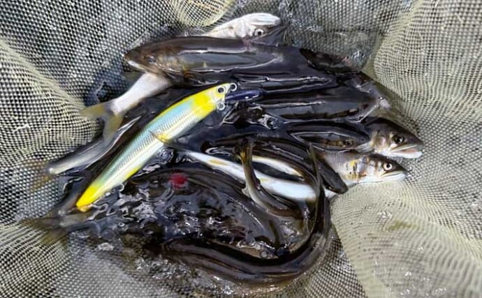 相模川のアユルアー釣りで10〜15cm級を連続キャッチ【神奈川】ドリフト釣法で良型ヒット