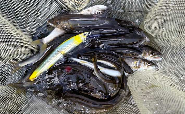 釣り人達(相模川) Gemini_Generated_Image_3803ht3