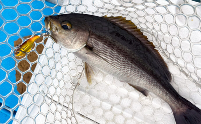 「バラシは減るのか？」イサキSLJでバーブレスフックを使ってみて感じたメリット2選