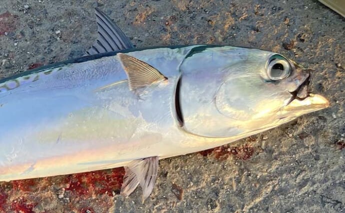 館山港のショアジギングでソーダガツオをキャッチ【千葉】回遊に合わせたタイミング投げでヒット