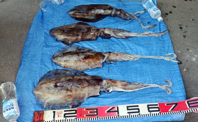 「3kgのモンスターアオリイカ浮上！」死にアジ使った地磯のヤエン釣りで良型4尾手中【神奈川】