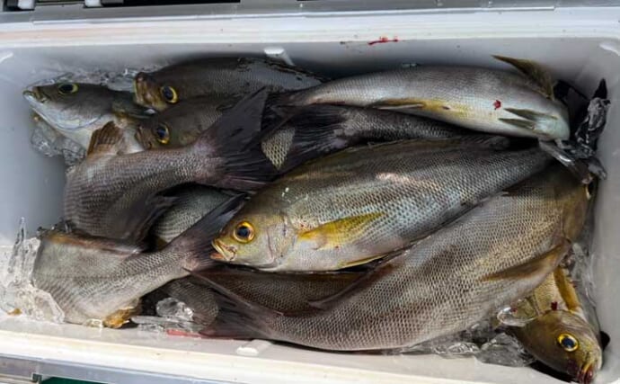 【沖釣り釣果速報】大分沖のイサキ釣りが入れ食い！マダコは3kg級も浮上（大分・熊本）