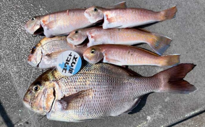 落とし込み釣りシーズン到来！【和歌山・MCL】良型マダイにシロアマダイをキャッチ！