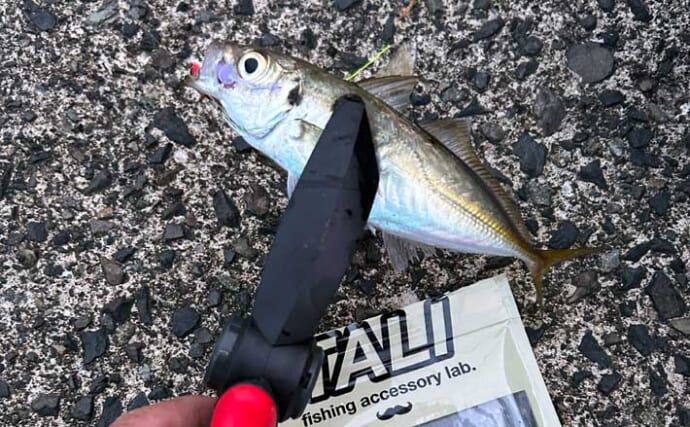 敦賀新港でキジハタにアジをキャッチ【福井】良型アジは無念のバラし