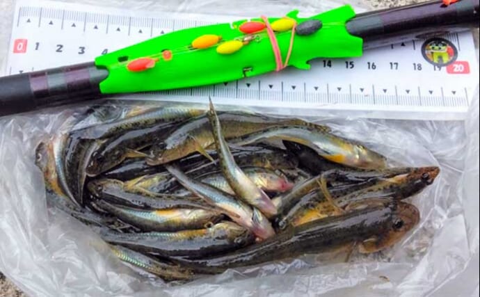 スカイツリー下でのマハゼ釣りで13cm級ヒネ交じりで本命41匹手中！【東京・北十間川】