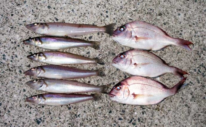 釣具屋主催のキスダービーに参戦！【和歌山】23cmと22cmを釣りあげて2位入賞