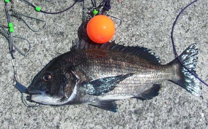 水軒一文字・新波止での落とし込み釣りで43cmチヌ【和歌山】平鯵狙い遠投カゴ釣りは不発