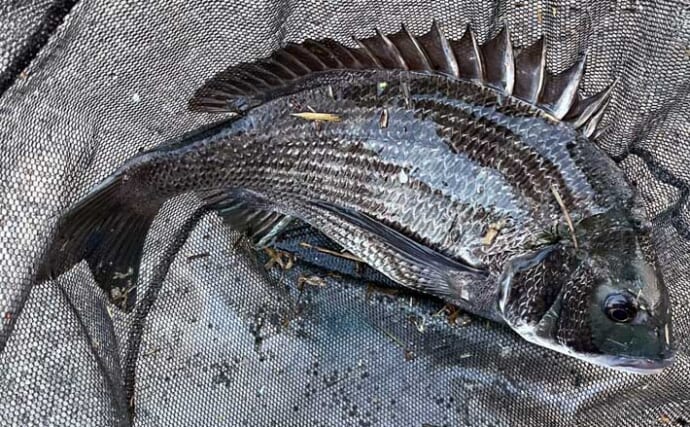 『霞釣り公園』での紀州（ダンゴ）釣りで45cm頭に良型クロダイを連打【三重】