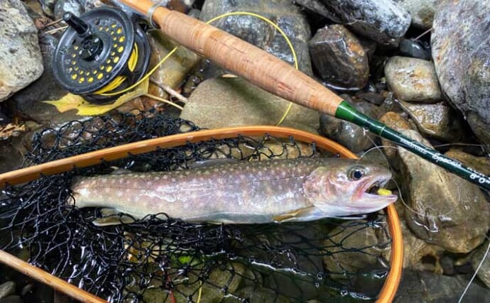 秩父でのフライフィッシングでイワナ3匹を手中【埼玉・入川水系】浅めの瀬にヒット集中