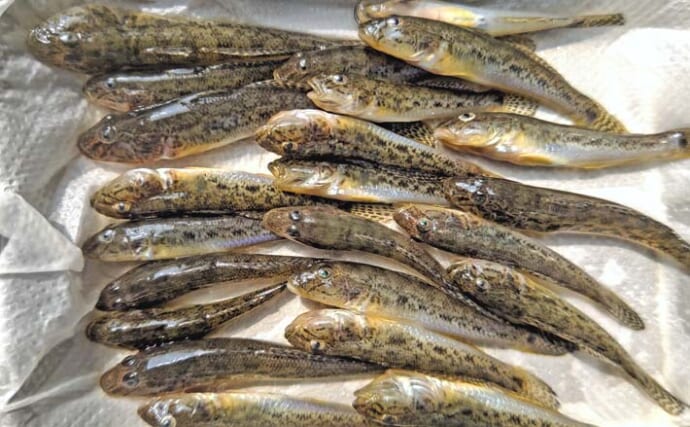 境川のハゼ釣りで最大10cm含む26尾をキャッチ！【千葉】潮色に苦戦しながらも拾い釣りに成功