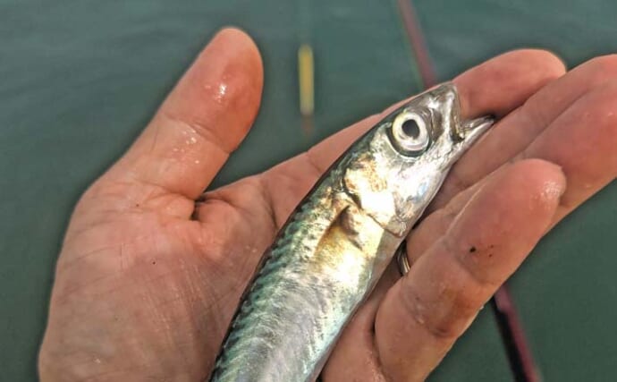 相浜港のサビキ釣りで小サバ30尾をキャッチ【千葉】コマセ同調テクがハマり連発！
