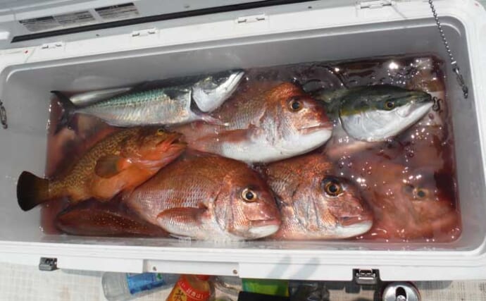 相差沖のライトタテ釣りで五目達成！【三重】50cm超えゴマサバ・ハマチ・マダイが怒涛のヒット