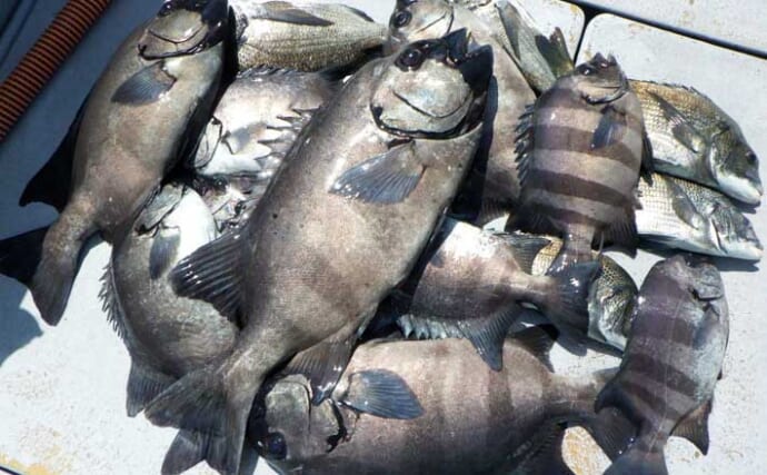 【沖釣り釣果速報】62cm・4.2kgの超大型も！伊良湖沖のイシダイ釣りで全員安打達成（愛知）