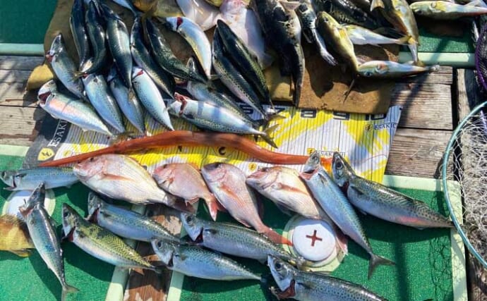 【沖のルアー釣果速報】タイラバ＆SLJで48cmのマダイや大サバが連発！（三重）