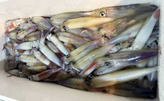 【沖釣り釣果速報】イカメタルで船中トップ131尾！玄界灘の夜焚きイカ釣りが絶好調（福岡）