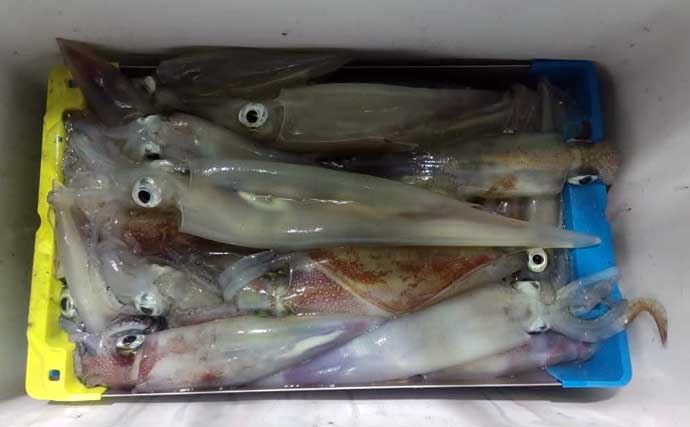 【沖釣り釣果速報】イカメタルで船中トップ131尾！玄界灘の夜焚きイカ釣りが絶好調（福岡）