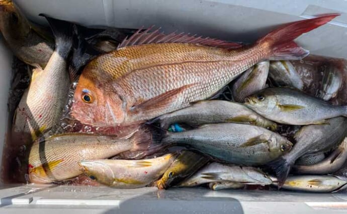 【沖釣り釣果速報】大分沖のイサキ釣りで本命入れ食い！ゲストに良型マダイも登場（大分・熊本）