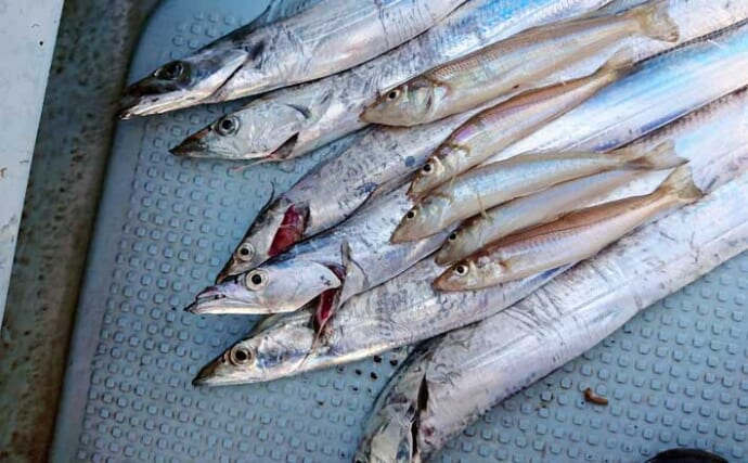 深夜2時出船の「タチウオ・シロギスのリレー便」で両本命キャッチ成功【静岡・清水】