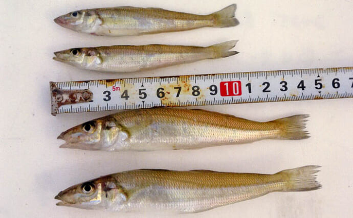 鼓ケ浦海岸の投げ釣りでコッパガレイの猛攻を交わし14cm級シロギスをキャッチ【三重】