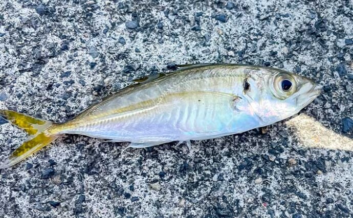 大曽根浦漁港のサビキ釣りでアジ連発！【三重・尾鷲】穴釣りでカサゴも手中