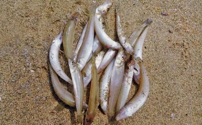 千里海岸の投げ釣りでシロギス18匹をキャッチ【三重】小型のゲストフィッシュも活発