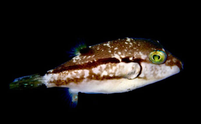 猛毒を持っているけどとても人懐っこい魚『キタマクラ』　犬のようにダイバーの後ろをついてくる？