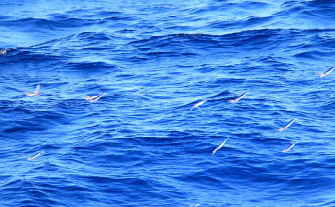 「水深200m以深の謎に迫る！」深海の水からイカやタコなど頭足類のDNAを検出する新技術が開発