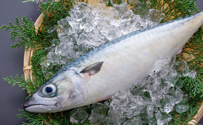 身近な魚『サバ』の意外と知らない豆知識　特徴的な「鯖柄」は鳥から見つけられにくくするため？