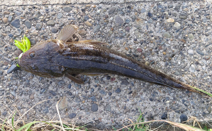 養老川のルアーマゴチ釣りで本命3匹【千葉】ワームとバイブレーションにヒット