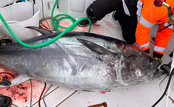 7月4日（金）からクロマグロの遊漁が禁止に！ 3日で上限超える6.5トンに到達