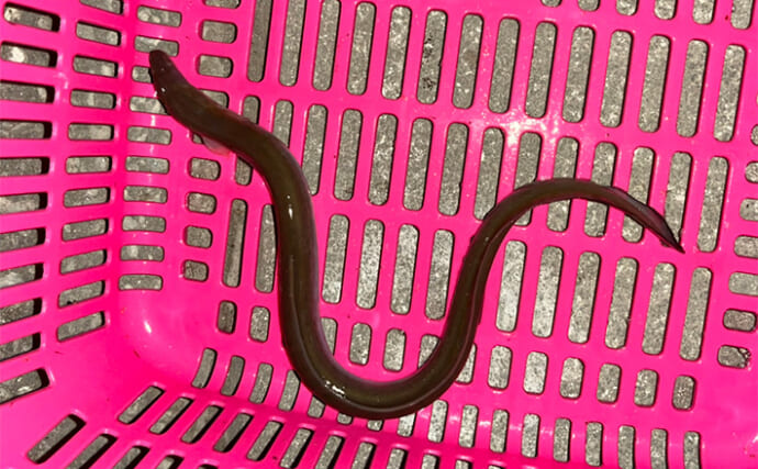 「夏の納涼にウナギ釣りはいかが？」遠賀川河口域でのブッコミ釣りで本命キャッチ【福岡】