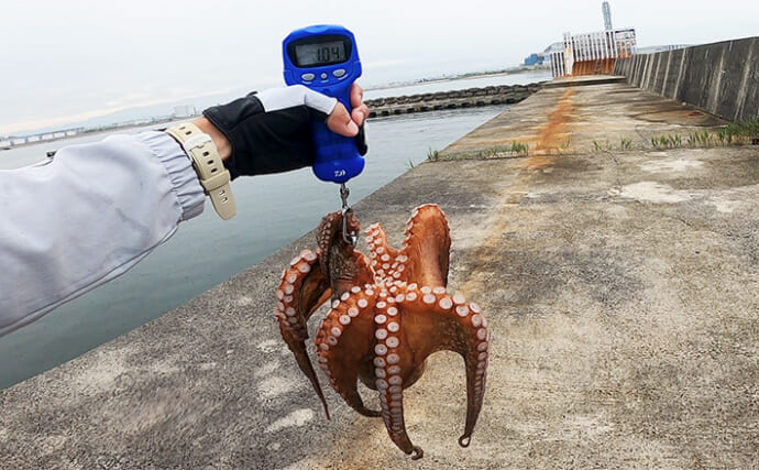 『岸和田一文字』で1kg超えマダコをキャッチ【大阪】雨でタコの活性がアップ？