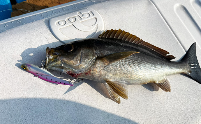 シーズン終盤のイサキSLJで本命15匹【山口・じらまる】ブレードより鉄板バイブにアタリ集中