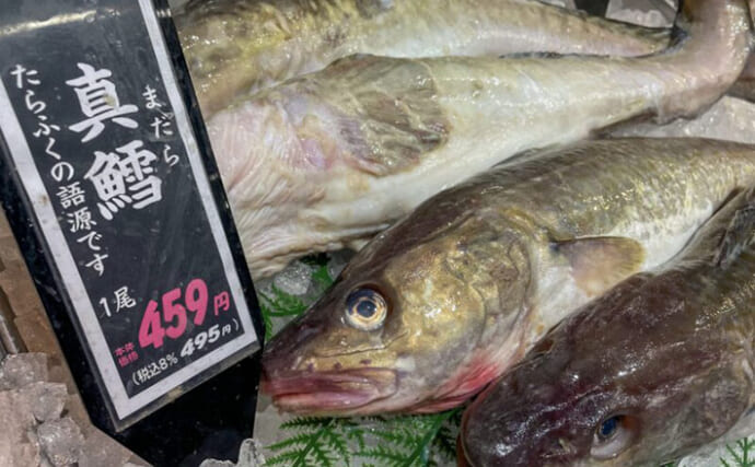 世界的な食料需要を満たす『タラ』　資源評価にみる持続可能な漁業のあり方とは？