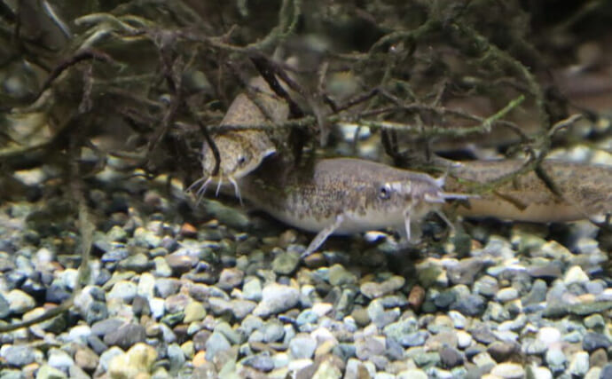 「食べて良し・探して良し・飼って良し！」身近な場所に生息している魚『ドジョウ』の魅力