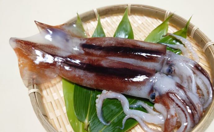 保存食としても知られる＜イカ＞の歴史　古くから日本人に愛されていたワケとは？