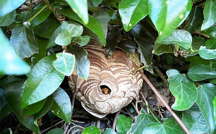 「釣り中にスズメバチの大群に襲われた！」咄嗟の判断で池に飛び込み九死に一生を得た話