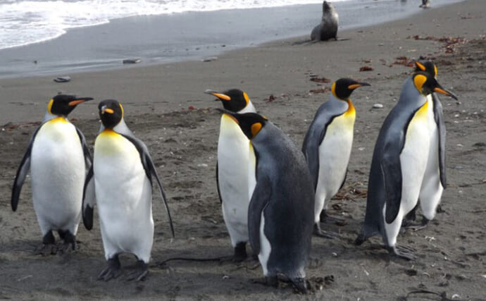 「水深100m以上で獲物を捕らえる？」　キングペンギンが捕食する瞬間の撮影に世界初成功