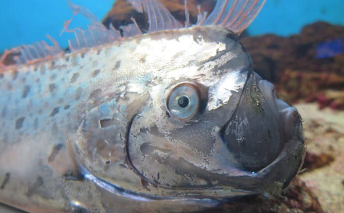 「生態はいまだに謎だらけ！」 海に生息する【巨大魚たち】