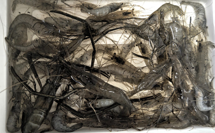 旧江戸川のテナガエビ釣りで52尾手中【千葉・浦安】障害物周りを丹念に探りアタリ連発！