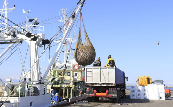世界的な食料需要を満たす『タラ』　資源評価にみる持続可能な漁業のあり方とは？