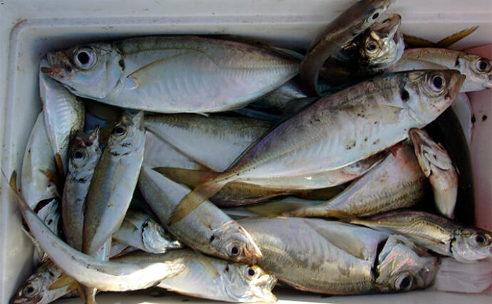 「大阪湾の青物回遊は一休み？」泉佐野一文字でのサビキ釣りで中型含みアジが連発