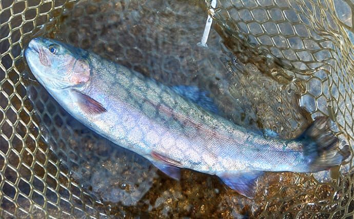 『平谷湖フィッシングスポット』のエリアトラウト釣行で3桁釣果＆大物連発【長野】