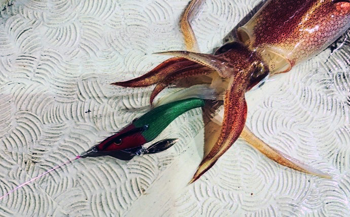 「ブレードがイカに効く！」アクアウェーブ『カドル』でケンサキイカを攻略しよう