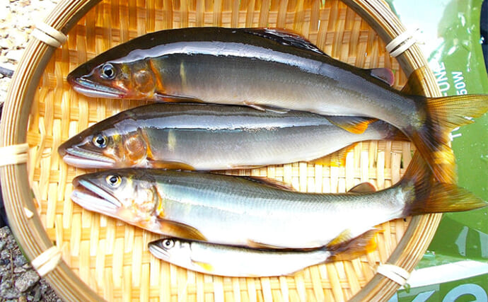 「投げない＆巻かないが正解？」ルアーで18cm筆頭に鮎4匹をキャッチ【兵庫・矢田川】